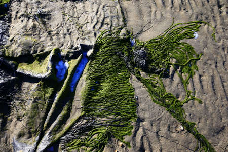 Green moss beach by the seaの写真素材