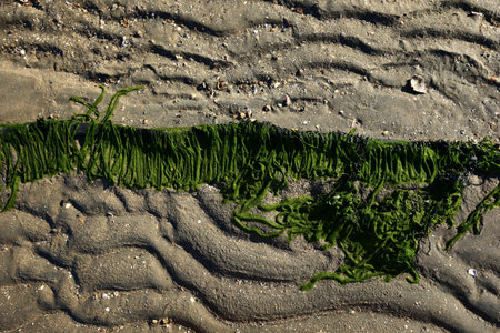 Green moss beach by the sea