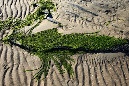 Green moss beach by the seaの写真素材