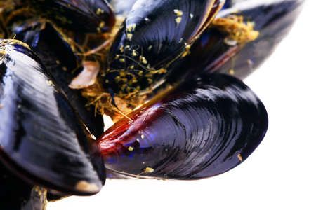 Mussels on a white backgroundの写真素材