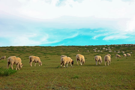 The sheep of the grasslandsの写真素材