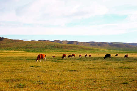 The cattle are eating grass on the grasslandの写真素材