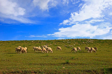The sheep of the grasslandsの写真素材