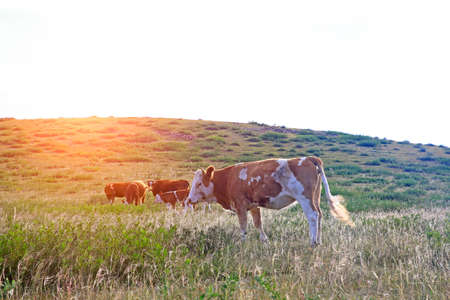 The cattle are eating grass on the grasslandの写真素材