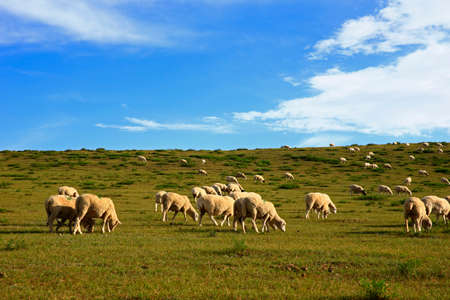 The sheep of the grasslandsの写真素材