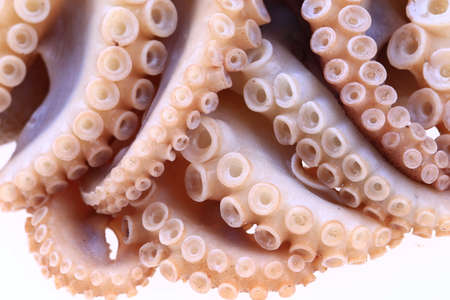 Octopus on a white backgroundの写真素材