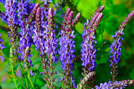 The beauty of the lavenderの写真素材