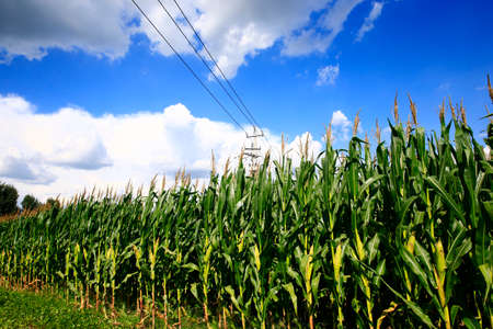 Corn fields, the harvest sceneの写真素材