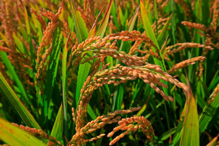 The autumn rice fieldsの写真素材