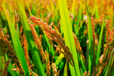 The autumn rice fieldsの写真素材