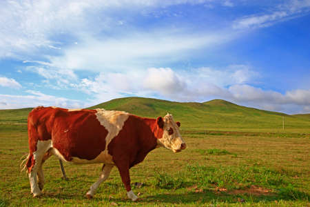 The cattle are eating grass on the grasslandの写真素材