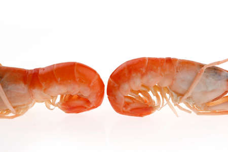 Shrimp on a white backgroundの写真素材