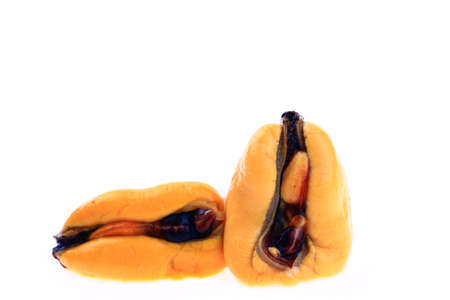 Mussels on a white backgroundの写真素材