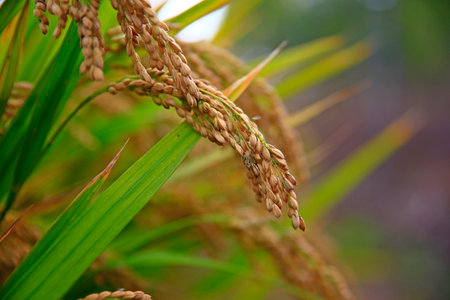 Mature rice farm in the countryの写真素材