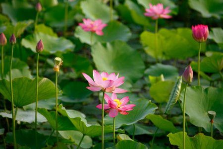 lotus pondの写真素材