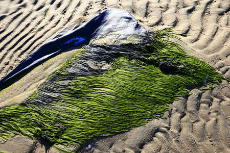 Green moss beach by the seaの写真素材