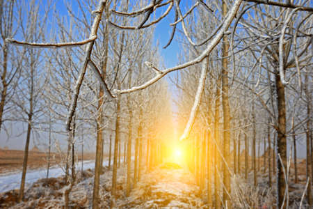 In winter the snow landscapeの写真素材