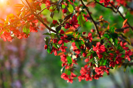 Chinese flowering crab-apple bloomingの写真素材