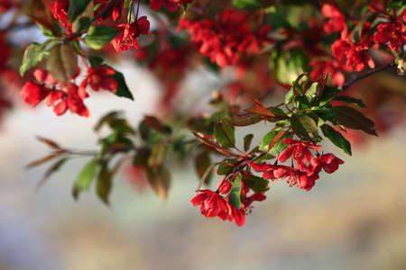 Chinese flowering crab-apple bloomingの写真素材