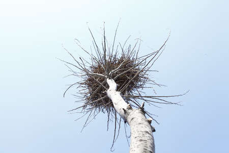 The tree of the bird's nestの写真素材