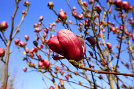 Blooming magnolia flower, very beautifulの写真素材