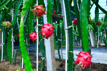Dragon fruit hanging in a treeの写真素材