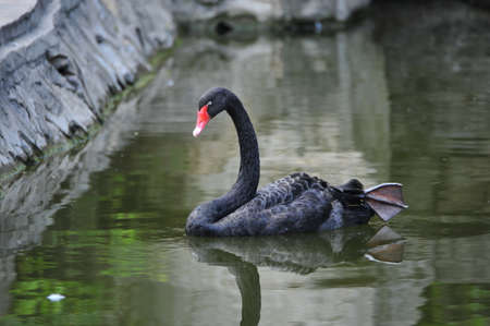 The swanの写真素材