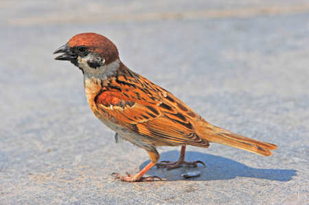 The sparrowの写真素材