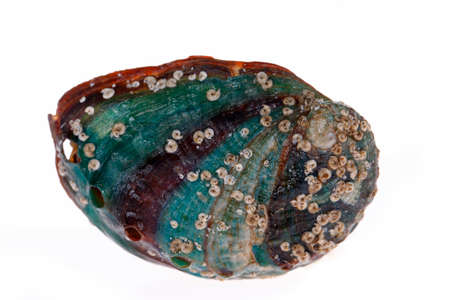Abalone shellfish on a white background, deliciousの写真素材