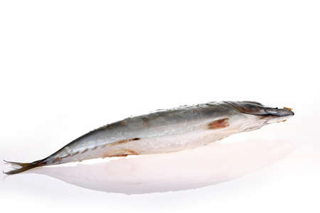 The fish on a white background, grow in the water in the Spanish mackerelの写真素材