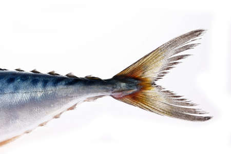 The fish on a white background, grow in the water in the Spanish mackerelの写真素材