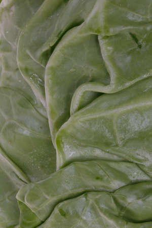 Cabbage patch on the white background, close-up picturesの写真素材