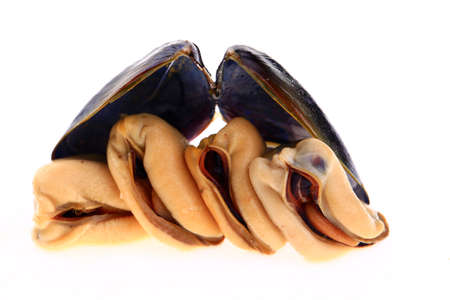 Mussels on a white backgroundの写真素材