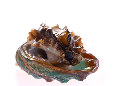 Abalone shellfish on a white backgroundの写真素材