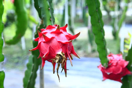 Dragon fruit hanging in a treeの写真素材