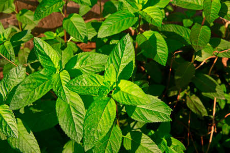 Fresh mint leaves green plant, close-up picturesの写真素材