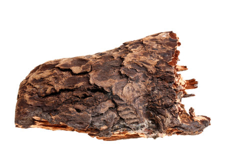 Pine bark on a white background, the broken of the forestの写真素材