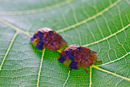 Beet big tortoise shell on a white background, close-up picturesの写真素材