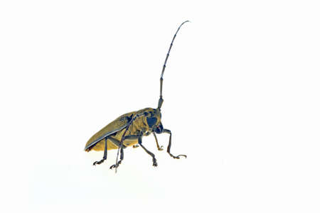 Sawyer, on a white background,Close-up pictures ,Cerambycidae insectsの写真素材