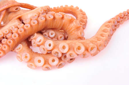 Octopus on a white backgroundの写真素材