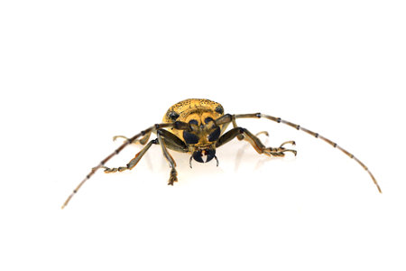 Sawyer, on a white background,Close-up pictures ,Cerambycidae insects