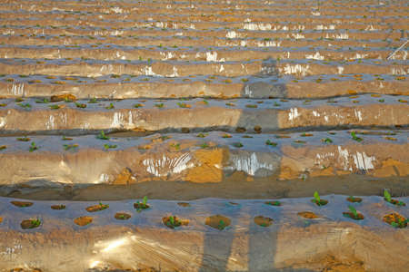 Plastic mulching croplandの写真素材