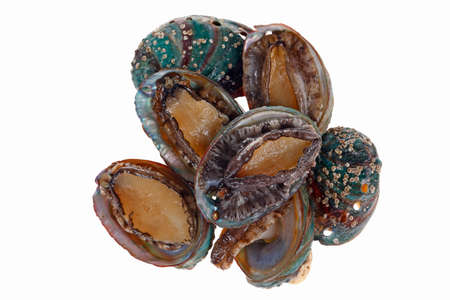 Abalone shellfish on a white background, deliciousの写真素材