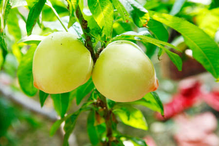 Organic peaches on tree branchの写真素材