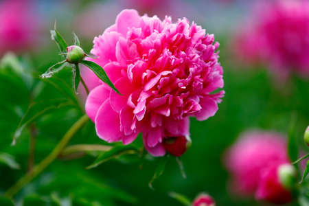 Blooming peony, very beautifulの写真素材