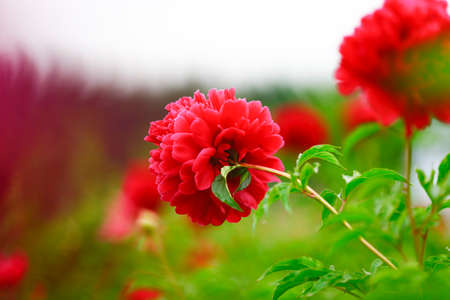 Blooming peony, very beautifulの写真素材