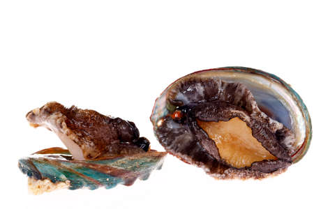 Abalone shellfish on a white background, deliciousの写真素材