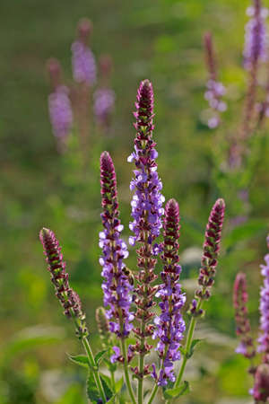 The beauty of the lavender