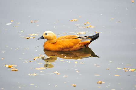 The duck is swimming