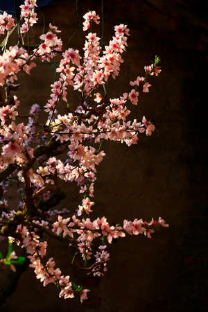 Beautiful peach blossom